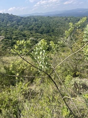 Heteromorpha involucrata