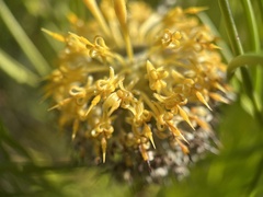 Isopogon anethifolius