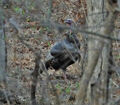 Meleagris gallopavo silvestris