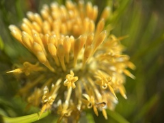 Isopogon anethifolius