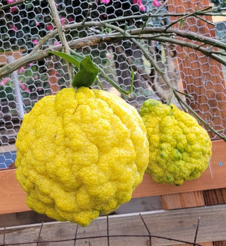 Yuzu