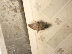 Microthyris prolongalis