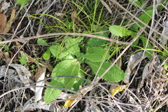 Sonchus kirkii