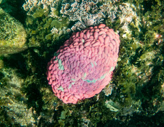 Phlyctenactis tuberculosa