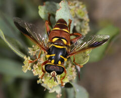 Meromacrus gloriosus