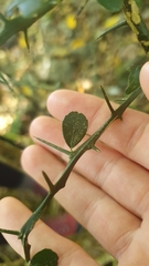 Citrus australasica