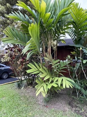 Pinanga coronata