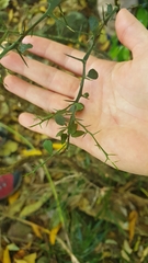 Citrus australasica
