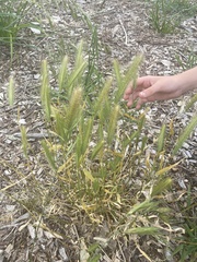 Hordeum