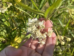 Gomphocarpus