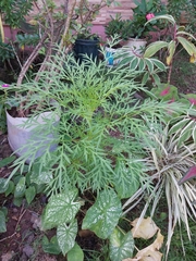 Senecio bipinnatisectus
