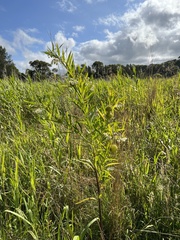 Gomphocarpus