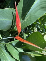Heliconiaceae