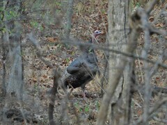 Meleagris gallopavo silvestris