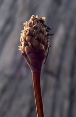 Xyris fimbriata