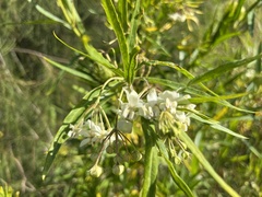 Gomphocarpus