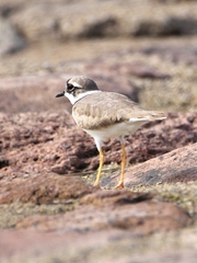 Charadrius placidus