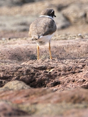 Charadrius placidus