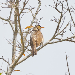 Sericulus chrysocephalus