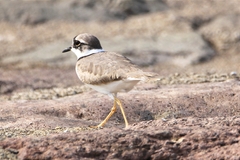 Charadrius placidus