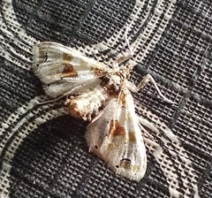 Leucinodes orbonalis