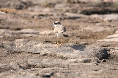 Charadrius placidus