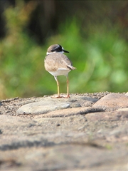 Charadrius placidus