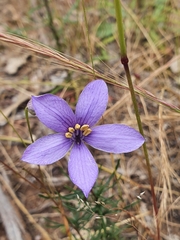 Cheiranthera linearis