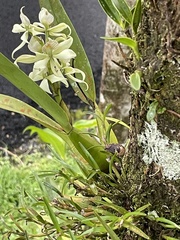 Prosthechea fragrans