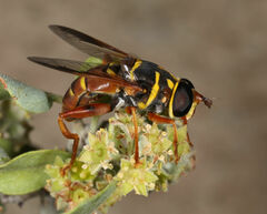 Meromacrus gloriosus