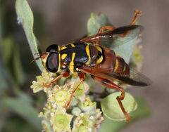 Meromacrus gloriosus