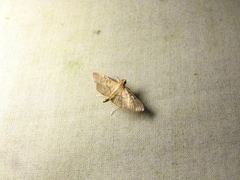 Microthyris anormalis