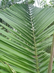 Elaeis oleifera