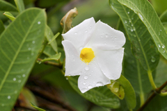 Rhabdadenia biflora