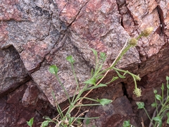 Pleurocoronis pluriseta