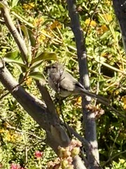 Psaltriparus minimus