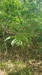 Anopterus macleayanus