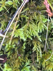 Kindbergia oregana