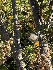 Psaltriparus minimus