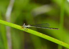 Agriocnemis rubricauda