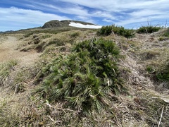 Aciphylla glacialis