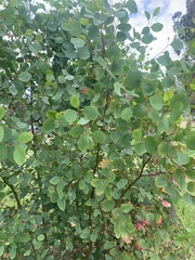 Eucalyptus cladocalyx