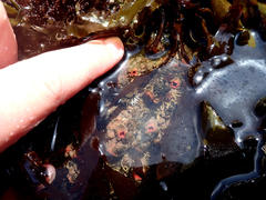 Pyura chilensis