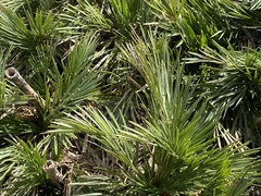 Aciphylla glacialis