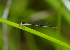 Agriocnemis rubricauda