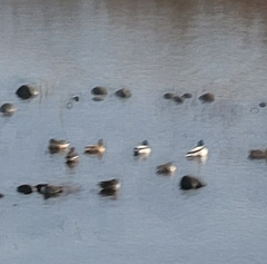 Anas platyrhynchos platyrhynchos