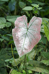 Caladium