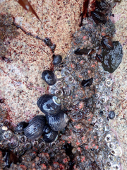 Pyura chilensis
