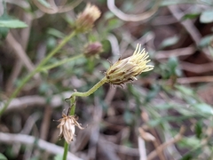 Pleurocoronis pluriseta