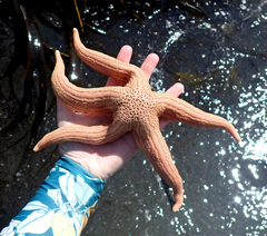 Stichaster striatus